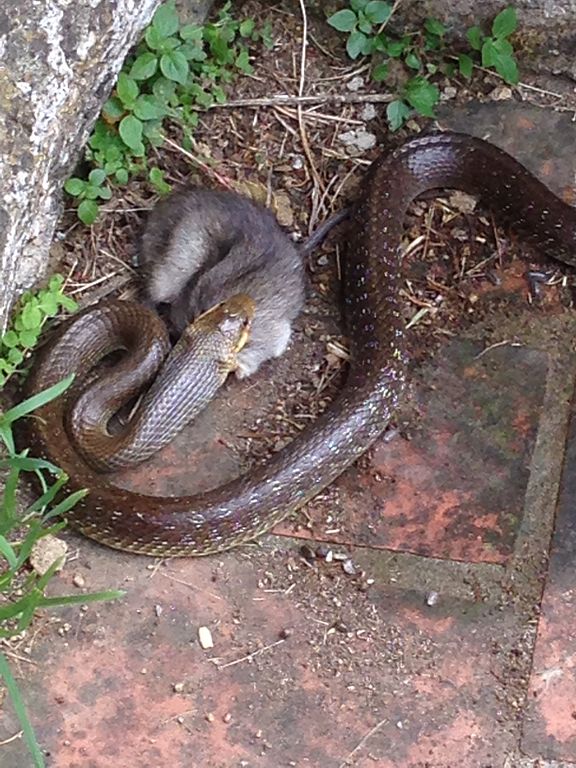 Äskulapnatter beim Fressen Äskulapnatter beim Fressen