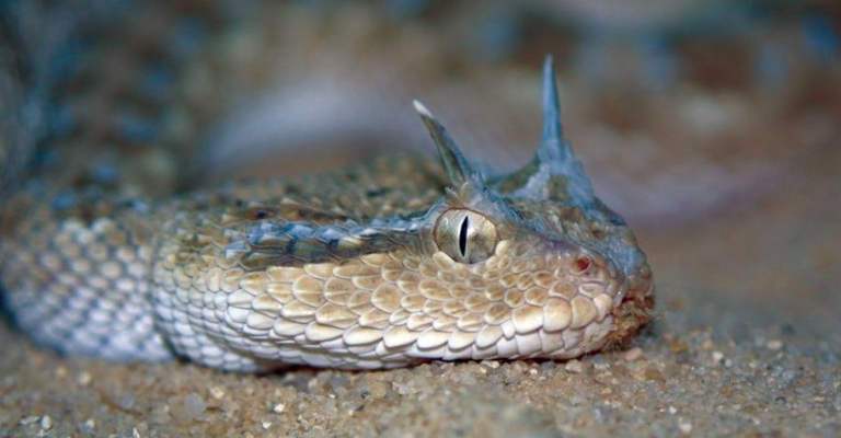 Afrikanische Hornviper Afrikanische Hornviper