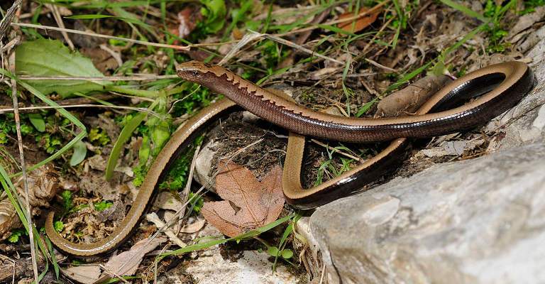 Anguis cephallonica Anguis cephallonica