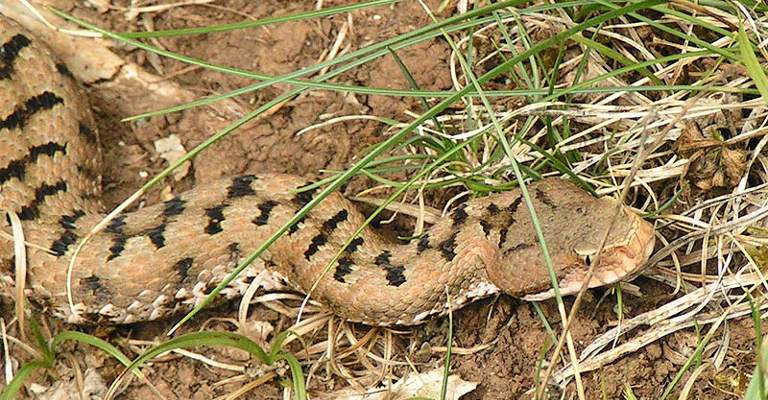 Aspisviper Aspisviper