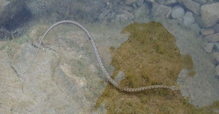 Würfelnatter im Gardasee