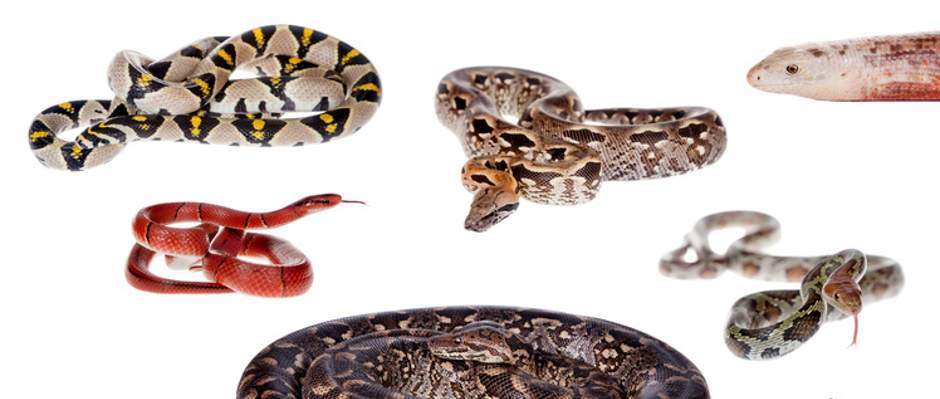 Überblick über die Schlangenarten