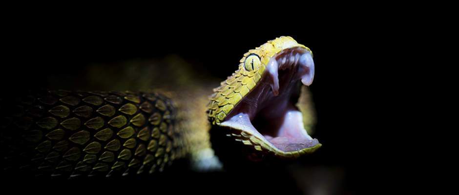 Schlangenbiss - Giftschlange