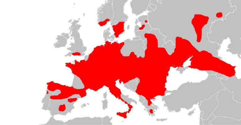 Verbreitungsgebiet der Schlingnatter Verbreitungsgebiet der Schlingnatter