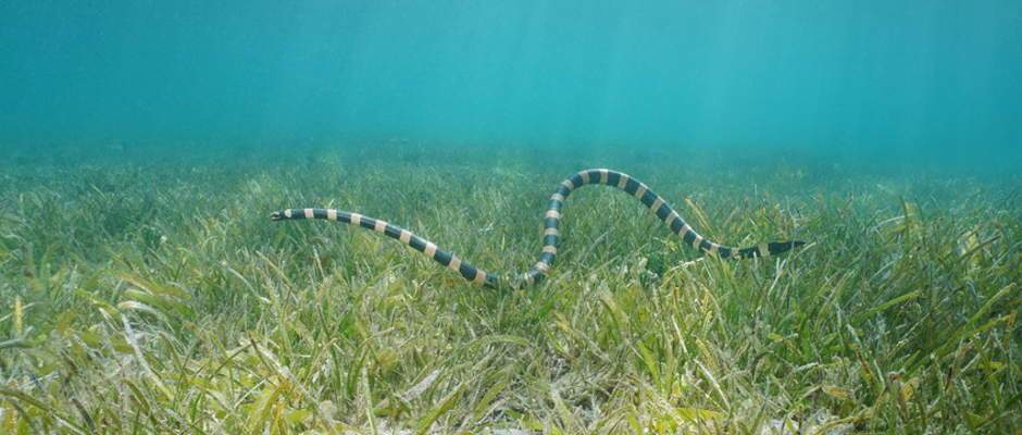 Die Seeschlangen - Nattern-Plattschwanz
