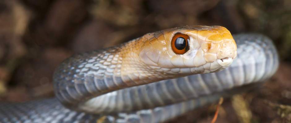 Der Taipan oder auch Küstentaipan