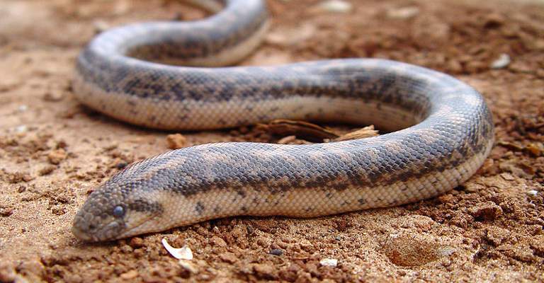 Westliche Sandboa Westliche Sandboa